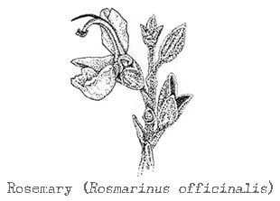 Piping Rock Rosemary Essential Oil