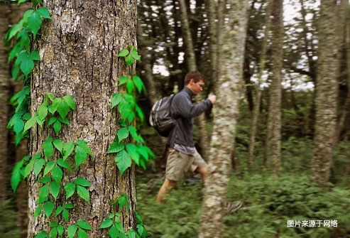 碰触有毒植物后怎么办