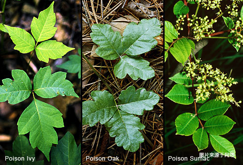 碰触有毒植物后怎么办