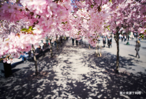 过敏的人美国春游请绕开这10个城市